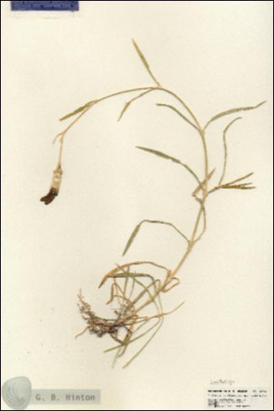 URN_catalog_HBHinton_herbarium_25730.jpg.jpg