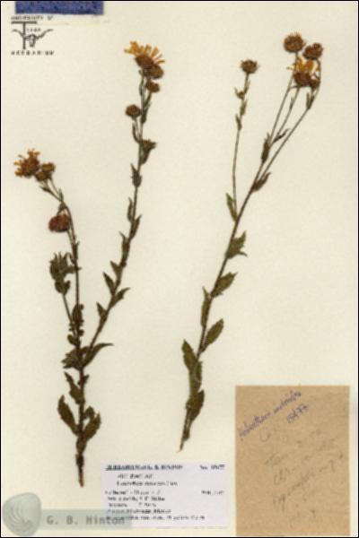 URN_catalog_HBHinton_herbarium_15477.jpg.jpg