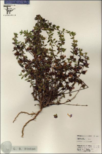 URN_catalog_HBHinton_herbarium_25598.jpg.jpg
