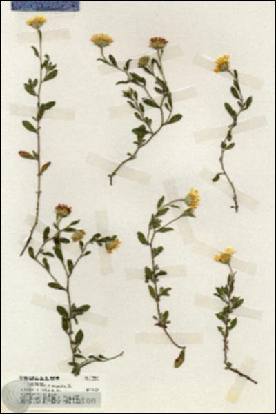 URN_catalog_HBHinton_herbarium_19782.jpg.jpg