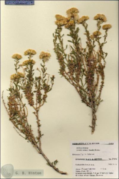URN_catalog_HBHinton_herbarium_27474.jpg.jpg