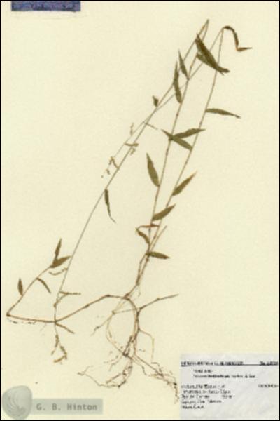 URN_catalog_HBHinton_herbarium_14646.jpg.jpg