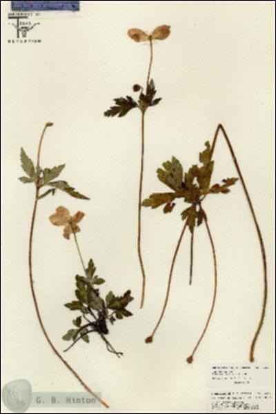 URN_catalog_HBHinton_herbarium_26254.jpg.jpg