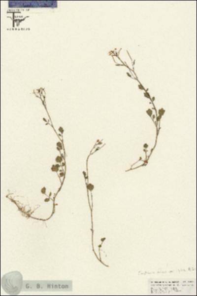 URN_catalog_HBHinton_herbarium_26646.jpg.jpg