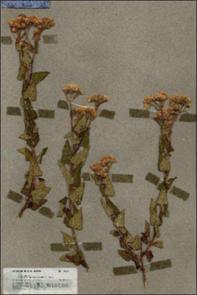 URN_catalog_HBHinton_herbarium_19826.jpg.jpg