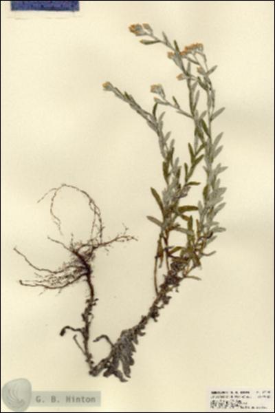 URN_catalog_HBHinton_herbarium_23505.jpg.jpg