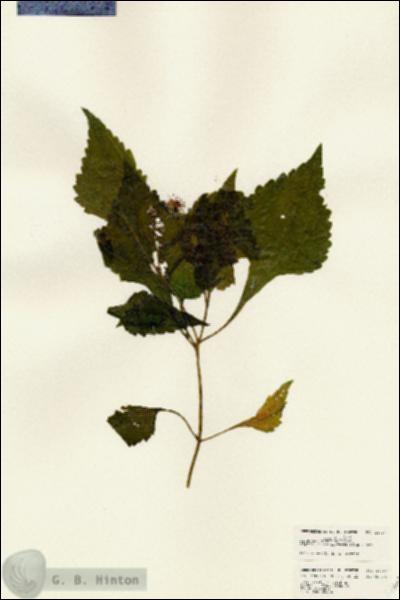 URN_catalog_HBHinton_herbarium_24707.jpg.jpg