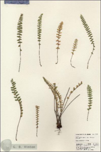URN_catalog_HBHinton_herbarium_23658.jpg.jpg