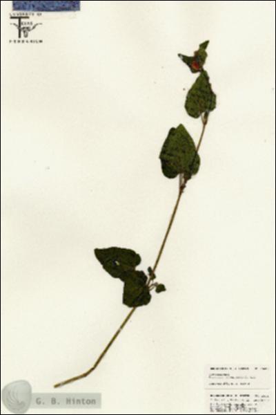 URN_catalog_HBHinton_herbarium_25445.jpg.jpg