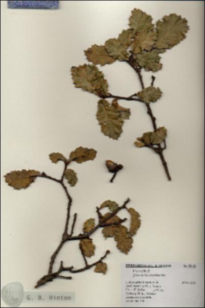 URN_catalog_HBHinton_herbarium_20143.jpg.jpg