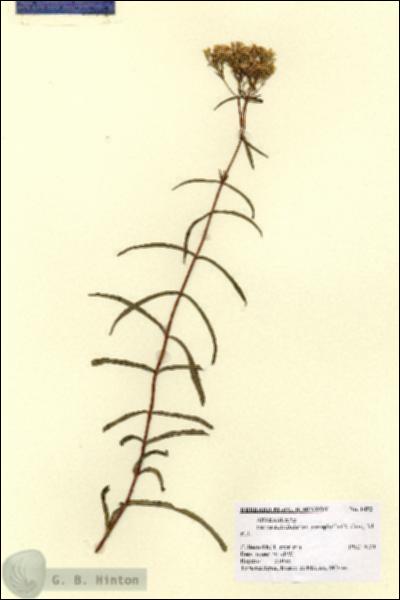 URN_catalog_HBHinton_herbarium_1452.jpg.jpg