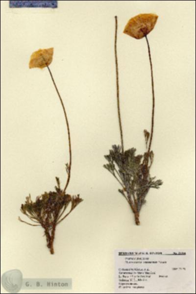 URN_catalog_HBHinton_herbarium_25384.jpg.jpg
