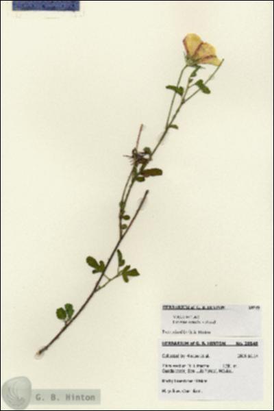 URN_catalog_HBHinton_herbarium_28549.jpg.jpg