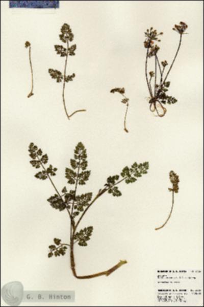URN_catalog_HBHinton_herbarium_24565.jpg.jpg
