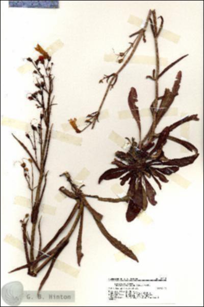 URN_catalog_HBHinton_herbarium_20212.jpg.jpg