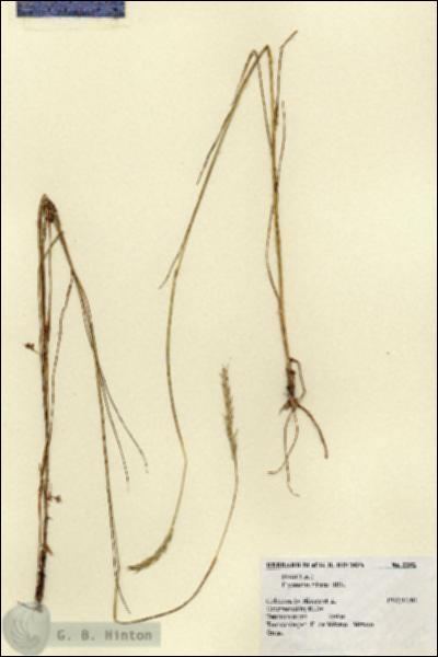 URN_catalog_HBHinton_herbarium_2352.jpg.jpg