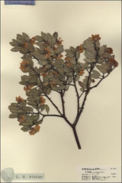 URN_catalog_HBHinton_herbarium_21801.jpg.jpg