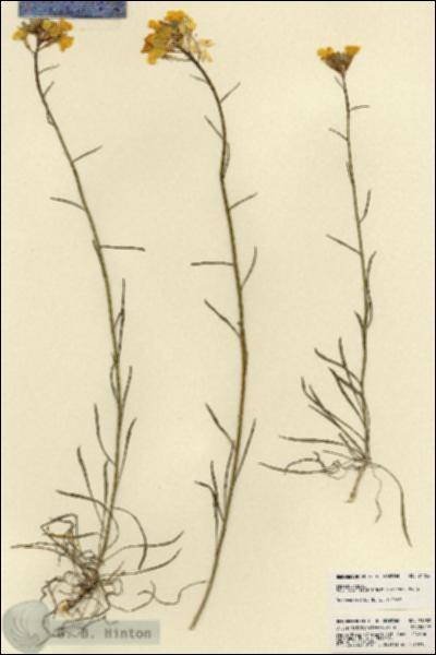URN_catalog_HBHinton_herbarium_21782.jpg.jpg