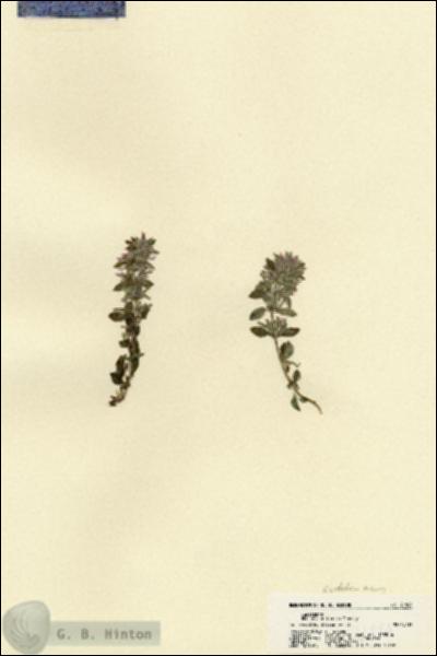 URN_catalog_HBHinton_herbarium_21884.jpg.jpg