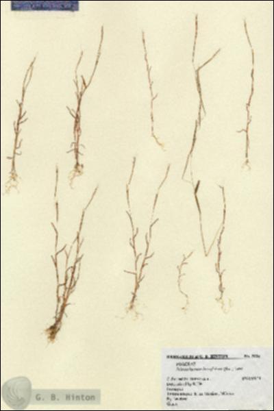 URN_catalog_HBHinton_herbarium_5034.jpg.jpg