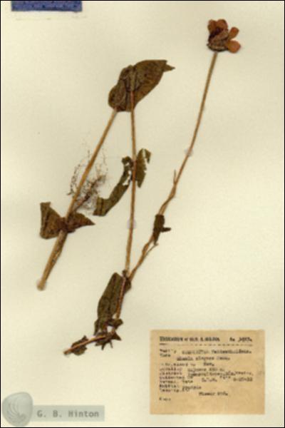 URN_catalog_HBHinton_herbarium_1483.jpg.jpg