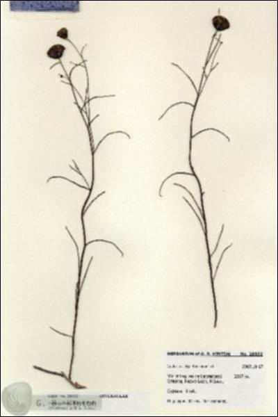 URN_catalog_HBHinton_herbarium_28032.jpg.jpg