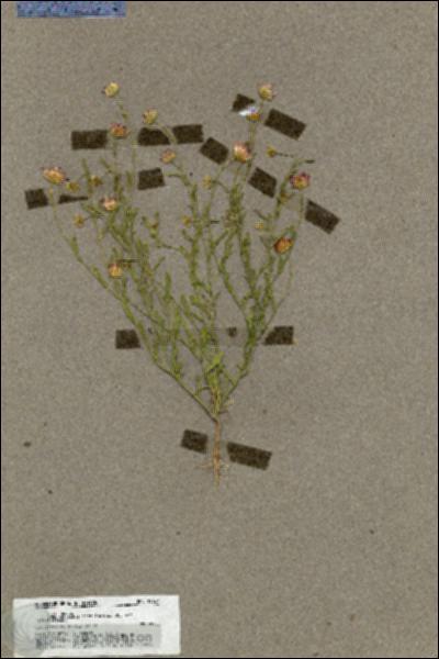 URN_catalog_HBHinton_herbarium_19637.jpg.jpg