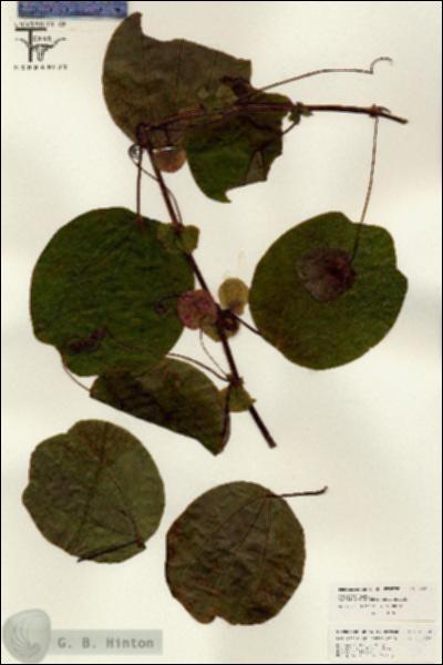 URN_catalog_HBHinton_herbarium_26333.jpg.jpg