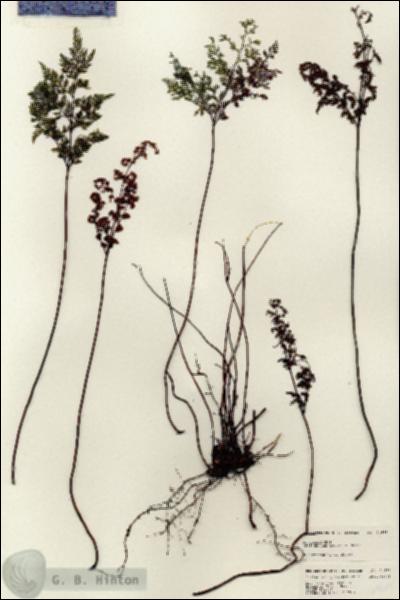 URN_catalog_HBHinton_herbarium_24689.jpg.jpg