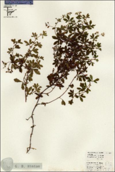 URN_catalog_HBHinton_herbarium_26432.jpg.jpg