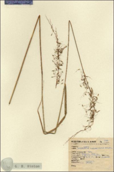 URN_catalog_HBHinton_herbarium_2938.jpg.jpg