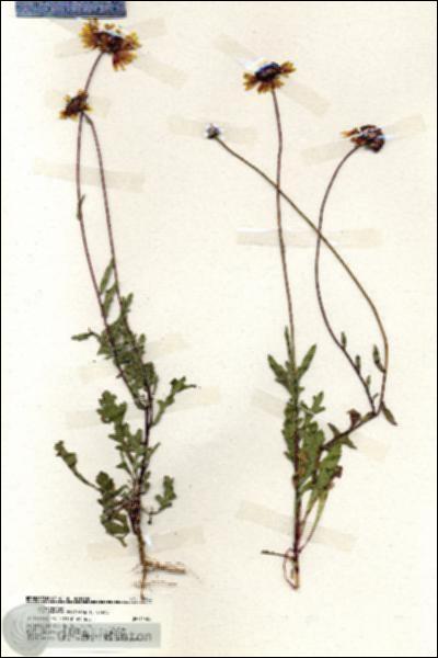 URN_catalog_HBHinton_herbarium_19985.jpg.jpg