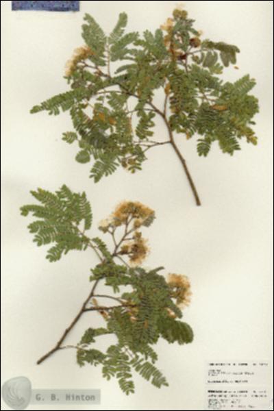 URN_catalog_HBHinton_herbarium_24619.jpg.jpg