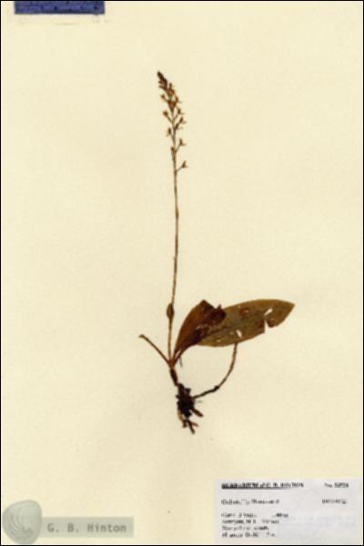 URN_catalog_HBHinton_herbarium_23524.jpg.jpg