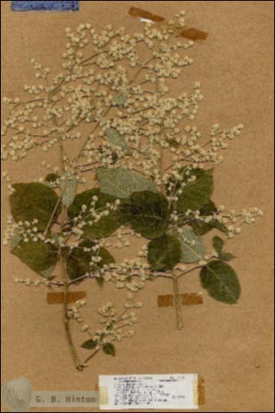 URN_catalog_HBHinton_herbarium_17748.jpg.jpg