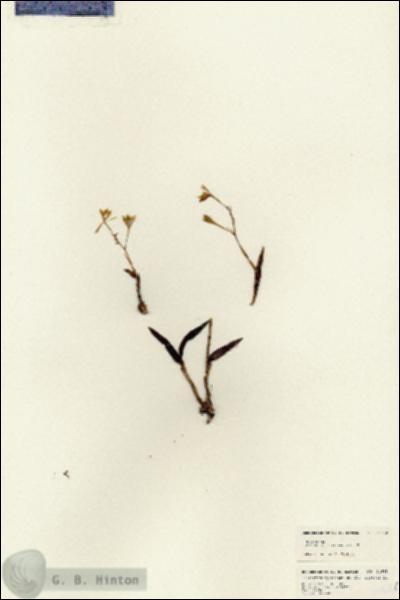 URN_catalog_HBHinton_herbarium_24648.jpg.jpg