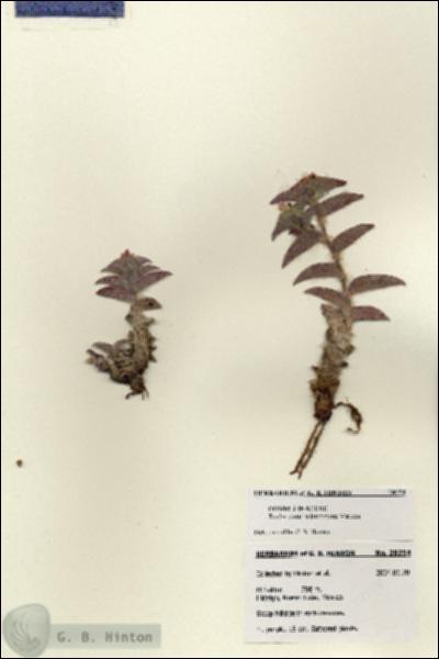 URN_catalog_HBHinton_herbarium_28254.jpg.jpg