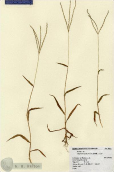 URN_catalog_HBHinton_herbarium_4691.jpg.jpg