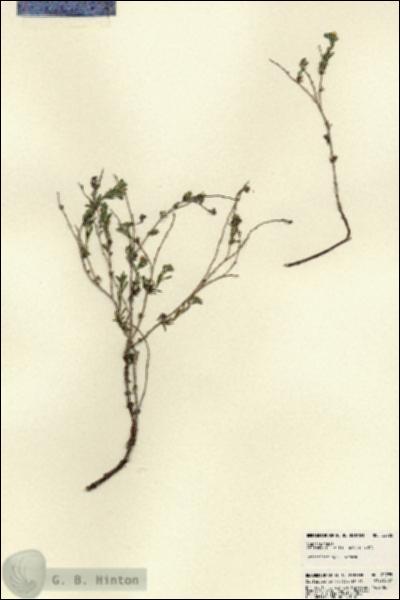 URN_catalog_HBHinton_herbarium_22785.jpg.jpg