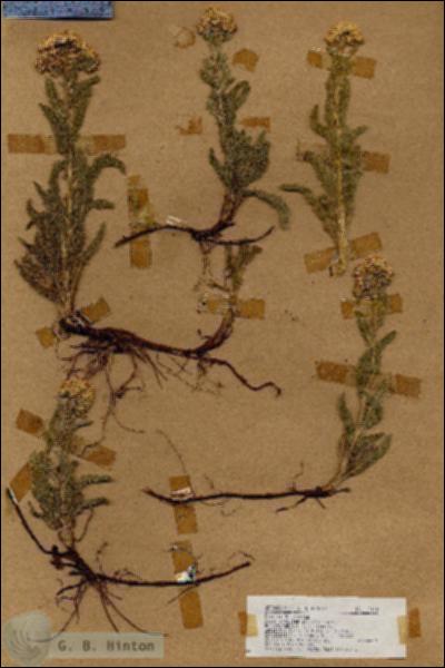 URN_catalog_HBHinton_herbarium_17110.jpg.jpg
