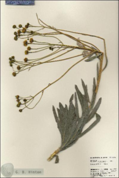 URN_catalog_HBHinton_herbarium_23702.jpg.jpg