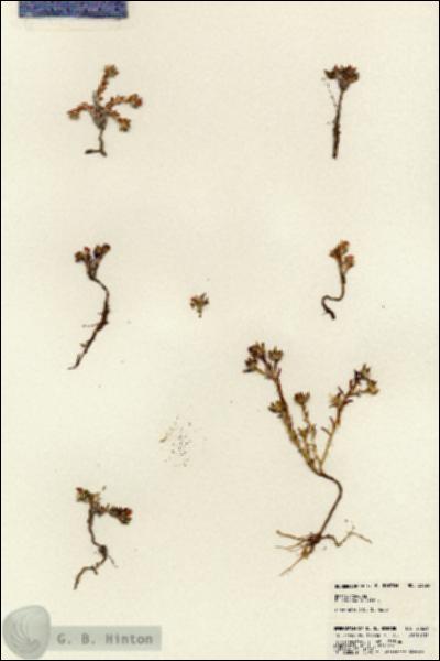 URN_catalog_HBHinton_herbarium_23629.jpg.jpg