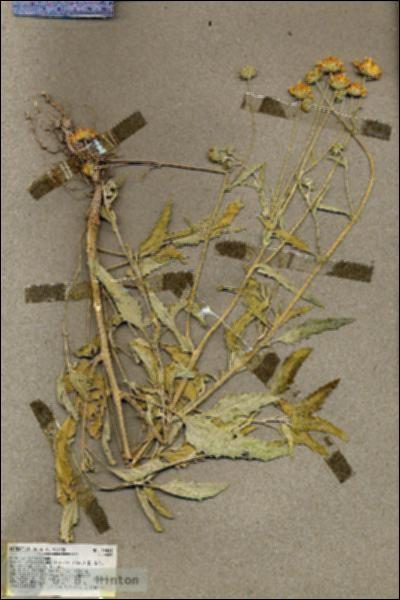 URN_catalog_HBHinton_herbarium_19441.jpg.jpg
