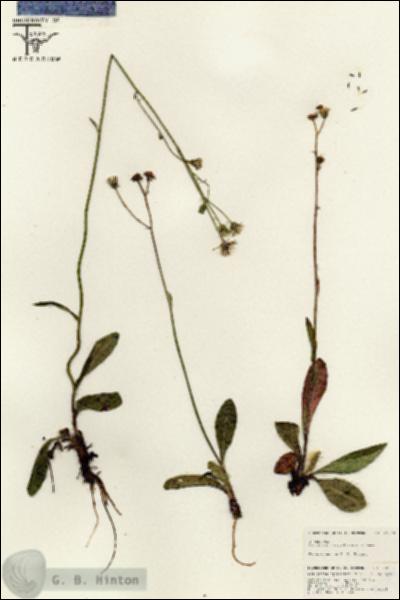 URN_catalog_HBHinton_herbarium_25569.jpg.jpg