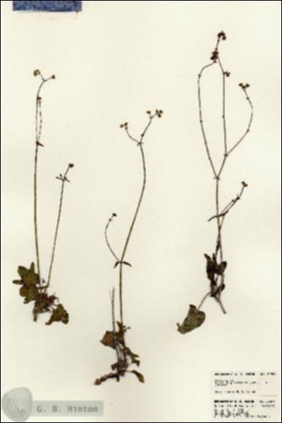 URN_catalog_HBHinton_herbarium_22851.jpg.jpg