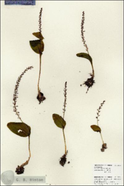 URN_catalog_HBHinton_herbarium_25934.jpg.jpg