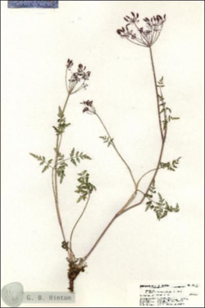 URN_catalog_HBHinton_herbarium_20457.jpg.jpg