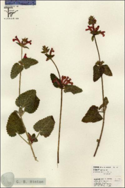 URN_catalog_HBHinton_herbarium_26201.jpg.jpg