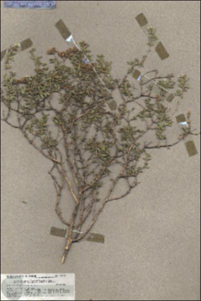 URN_catalog_HBHinton_herbarium_18719.jpg.jpg