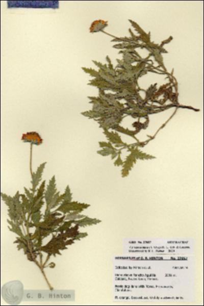 URN_catalog_HBHinton_herbarium_27857.jpg.jpg